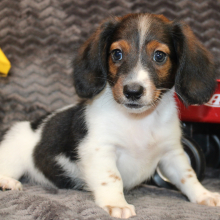 Dachshund Puppy Eon