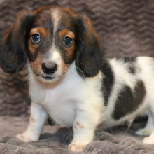 Dachshund Puppy Eon