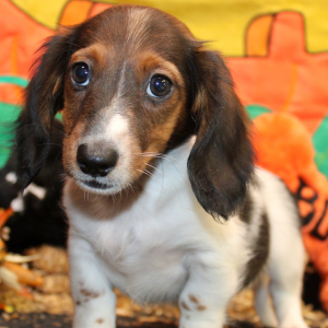 Dachshund Puppy Eon