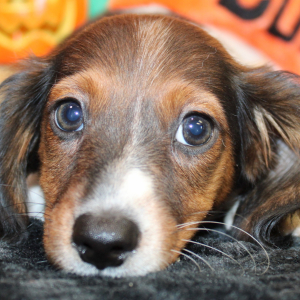 Dachshund Puppy Eon