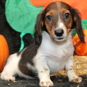 Dachshund Puppy Eon
