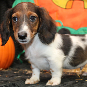 Dachshund Puppy Eon