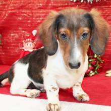 Dachshund Puppy Eon
