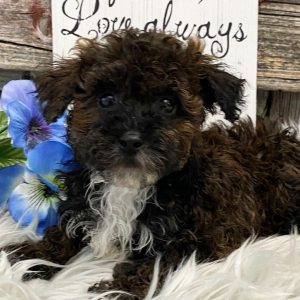 Havapoo Puppy Booker