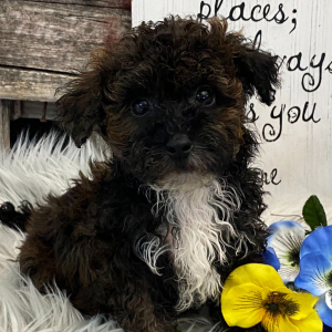 Havapoo Puppy Booker