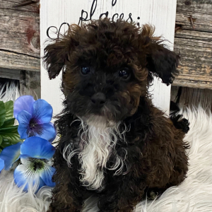 Havapoo Puppy Booker
