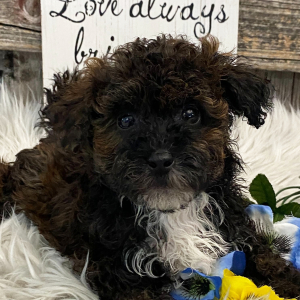 Havapoo Puppy Booker