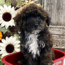 Havapoo Puppy Booker