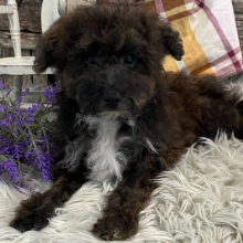 Havapoo Puppy Booker