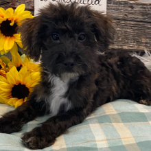 Havapoo Puppy Booker