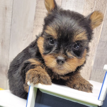 Yorkshire Terrier Puppy Lenny