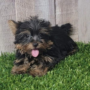 Yorkshire Terrier Puppy Lenny