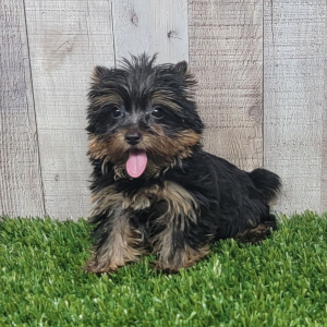 Yorkshire Terrier Puppy Lenny