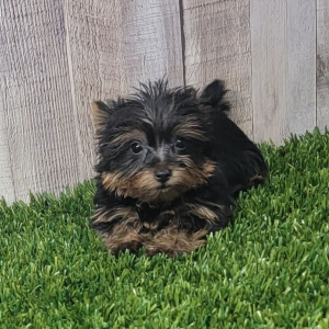 Yorkshire Terrier Puppy Lenny