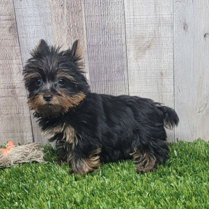 Yorkshire Terrier Puppy Lenny