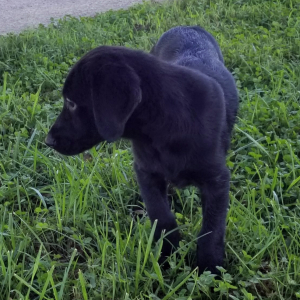 Labrador Retriever Puppy Jet