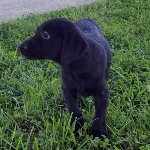Labrador Retriever Puppy Jet