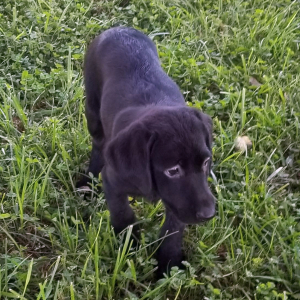 Labrador Retriever Puppy Jet