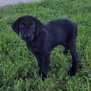Labrador Retriever Puppy Jet