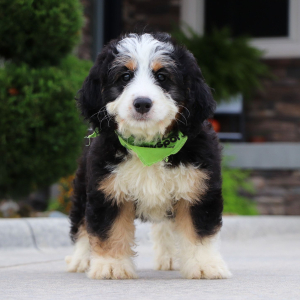 Bernedoodle Puppy Glen
