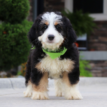 Bernedoodle Puppy Glen