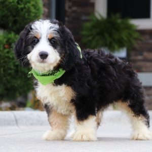 Bernedoodle Puppy Glen