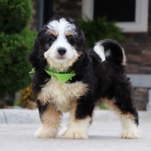 Bernedoodle Puppy Glen