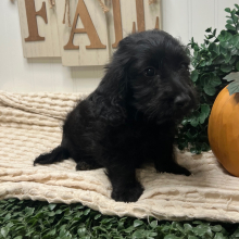 Goldendoodle Puppy Ted