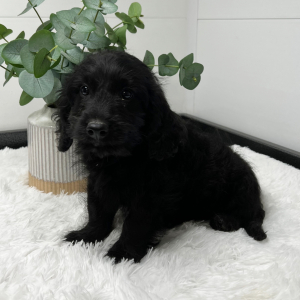 Goldendoodle Puppy Ted