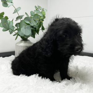 Goldendoodle Puppy Ted