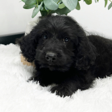 Goldendoodle Puppy Ted