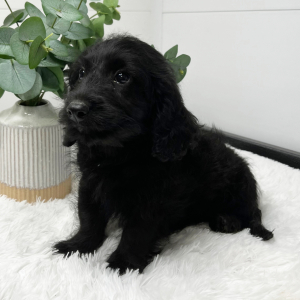 Goldendoodle Puppy Ted