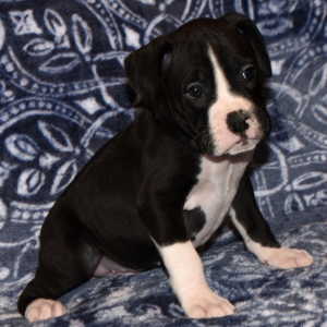 Boxer Puppy Bruiser