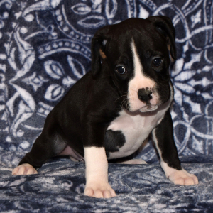 Boxer Puppy Bruiser