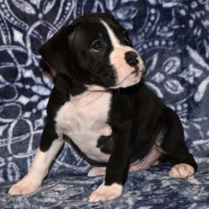Boxer Puppy Bruiser
