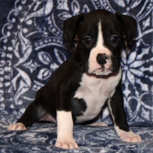 Boxer Puppy Bruiser