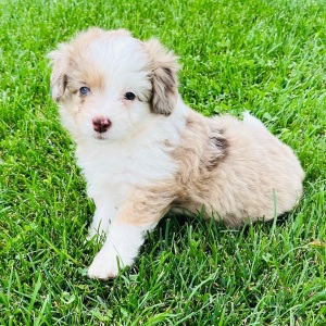 Aussiedoodle Puppy Sweetie