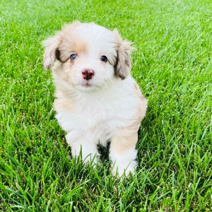 Aussiedoodle Puppy Sweetie