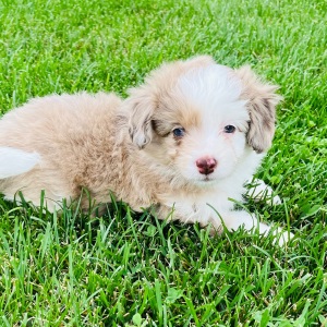 Aussiedoodle Puppy Sweetie