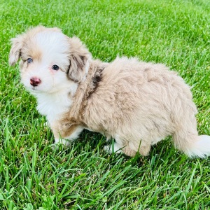 Aussiedoodle Puppy Sweetie