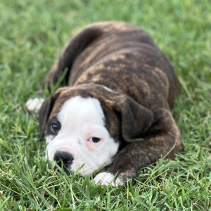 Olde English Bulldogge Puppy Dexter
