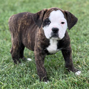 Olde English Bulldogge Puppy Dexter