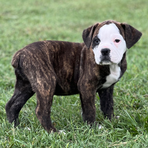 Olde English Bulldogge Puppy Dexter