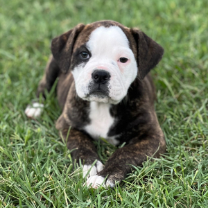 Olde English Bulldogge Puppy Dexter