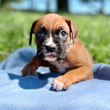 Boxer Puppy Neela