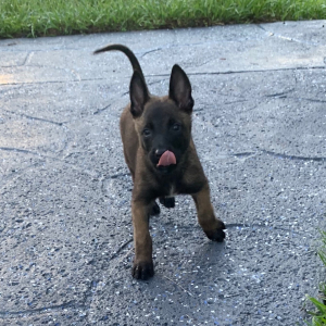 Belgian Malinois Puppy Thunder