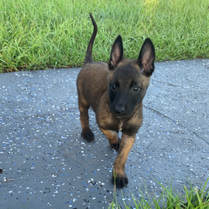 Belgian Malinois Puppy Thunder