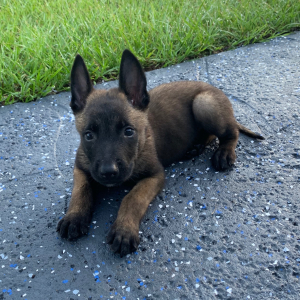 Belgian Malinois Puppy Thunder