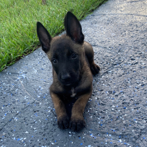 Belgian Malinois Puppy Thunder