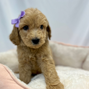 Labradoodle Puppy Elana